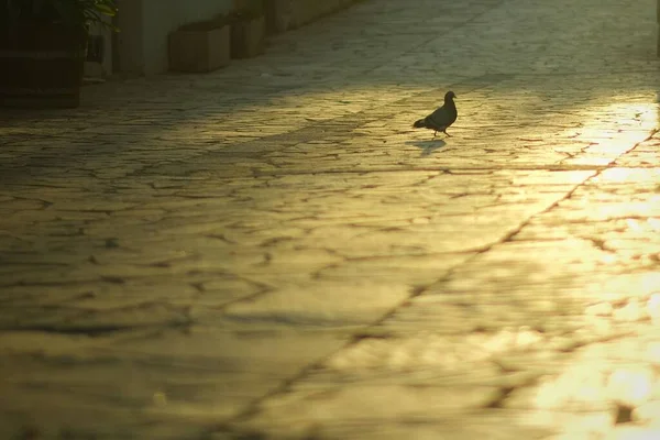 日落时一只鸽子在街上散步的景象 — 图库照片