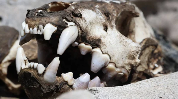 Closeup Skull Animal — Stock Photo, Image