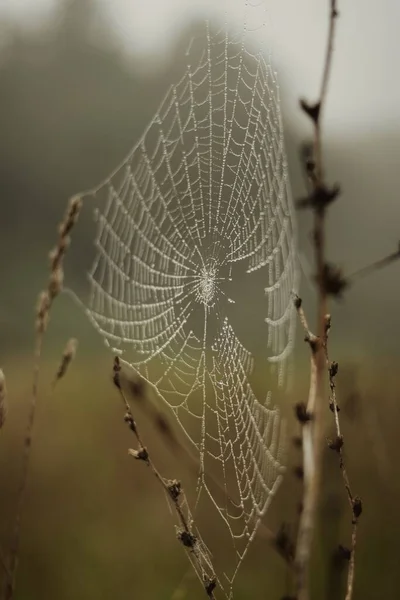 Eine Vertikale Nahaufnahme Von Spinnennetz Zwischen Zwei Stängeln Einem Düsteren — Stockfoto