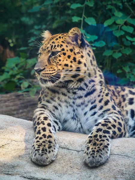 Eine Vertikale Nahaufnahme Eines Majestätischen Amur Leoparden Der Einem Zoo — Stockfoto