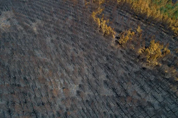 森林火災後に焼失した松林の地面 空中写真 — ストック写真