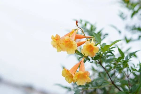 Sköra Blommande Orange Trumpetvinrankorna — Stockfoto
