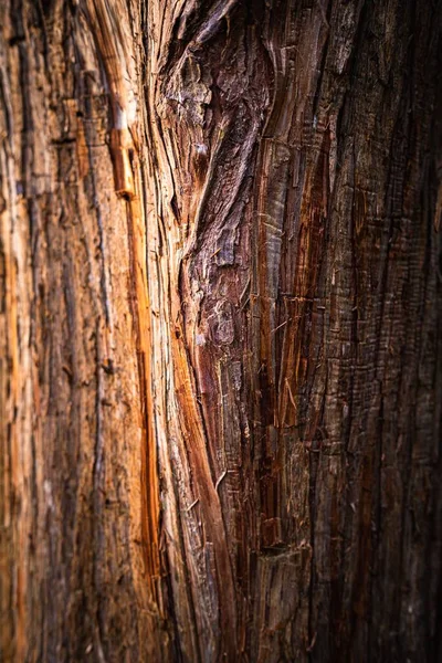 Tiro Close Vertical Uma Casca Árvore — Fotografia de Stock