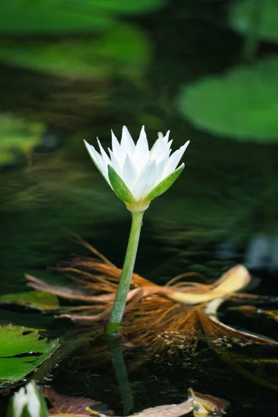 Vertical Closeup Beautiful Sacred Lotus Flower Water — Stock Photo, Image