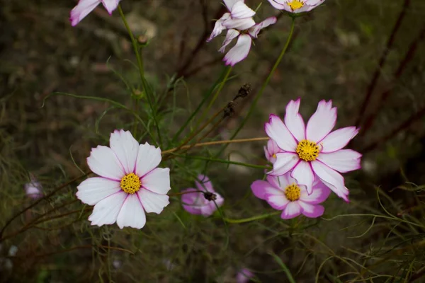 정원에 우주의 꽃들의 — 스톡 사진