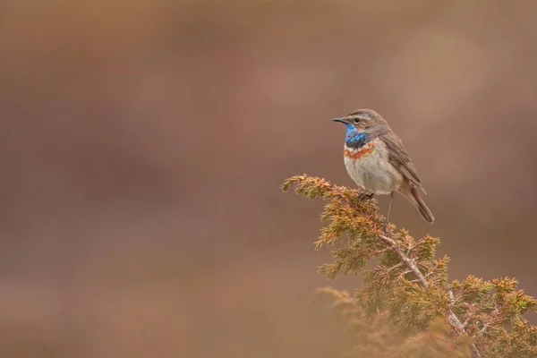 Bir Dala Tünemiş Mavi Boğazlı Kuşun Yakın Çekimi — Stok fotoğraf