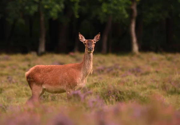 Closeup Shot European Fallow Deer Grass Field Forest — Stock Photo, Image