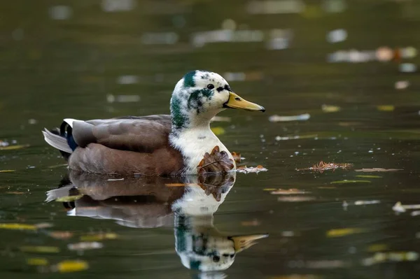 Selective Focus Shot Spotted Duck Swimming Pond Surface — Stock Photo, Image