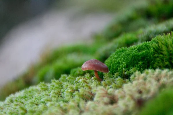 Macro Shot Cogumelo Vermelho Floresta Fundo Embaçado — Fotografia de Stock