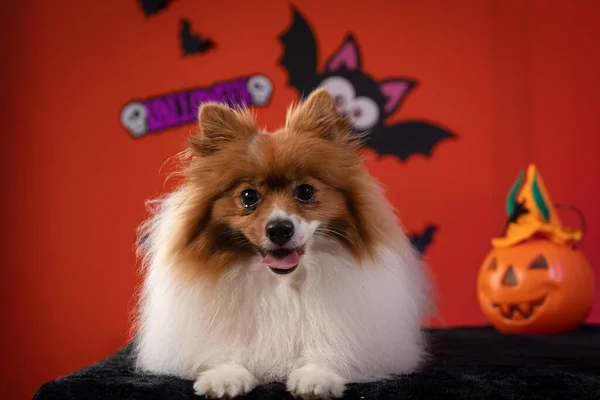 A Spitz dog in Halloween Costume