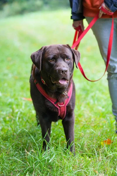 A vertical shot of a person walking a cute adult chocolate Labrador retriever dog