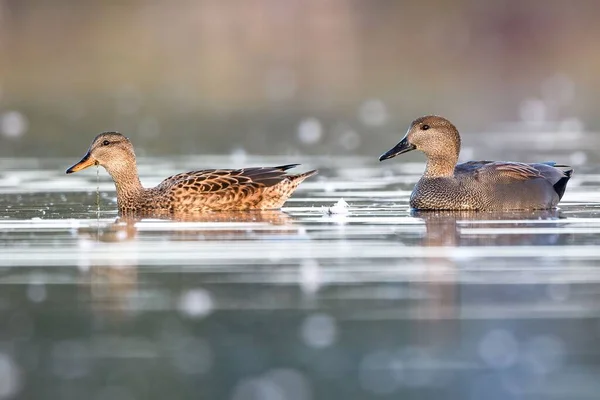 Zwei Süße Enten Die Nahaufnahme Wasser Schwimmen — Stockfoto