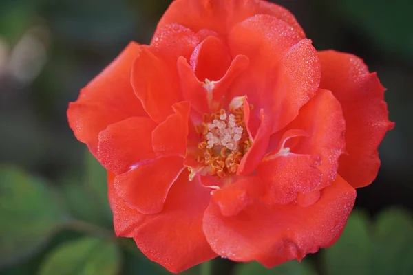 Closeup Shot Red Rose Garden Day —  Fotos de Stock