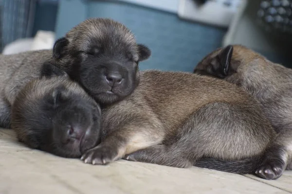 The cute newborn brown puppies sleeping