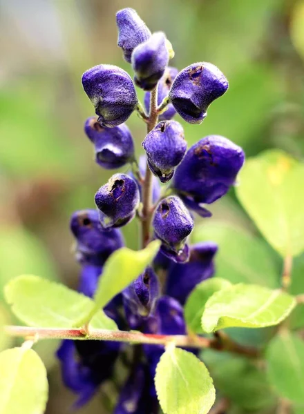 Selective Focus Shot Flowering Monkshood Plants Garden Blur Background — Stock Photo, Image