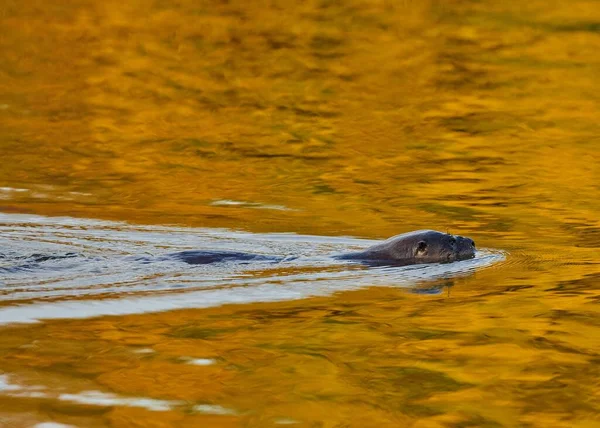 Close Uma Lontra Nadando Lago — Fotografia de Stock