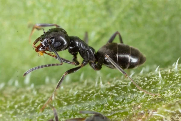 Yeşil Çimlerin Üzerinde Yürüyen Tapinoma Seans Karıncalarına Yakın Çekim — Stok fotoğraf
