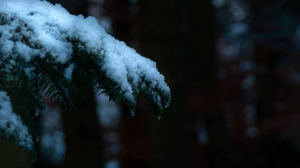 Крупним Планом Знімок Ялинки Вкритої Снігом — стокове фото