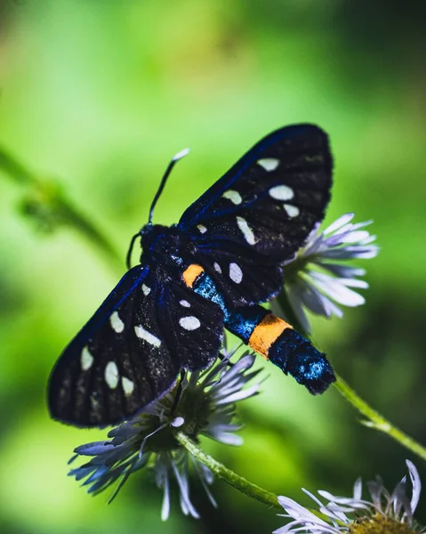 花に9本の斑点のある蛾または黄色の帯 アマタ フェギア のマクロショット — ストック写真