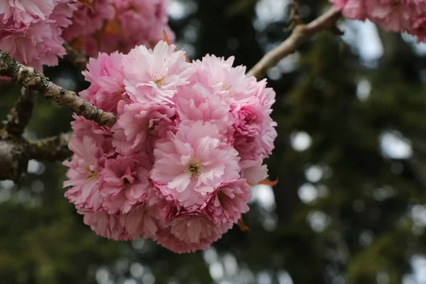 Крупный План Великолепных Розовых Цветов Солнечном Саду Размытом Фоне Боке — стоковое фото