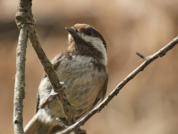 背景がぼやけている枝の上に家のスズメの鳥のクローズアップショット — ストック写真