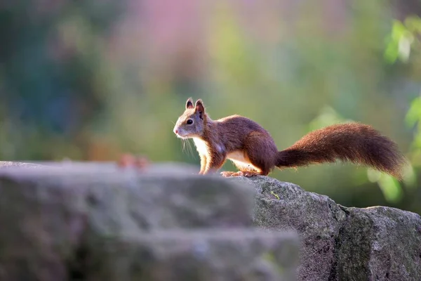 Zbliżenie Fotki Czerwonej Wiewiórki Skale Lesie Słoneczny Dzień — Zdjęcie stockowe