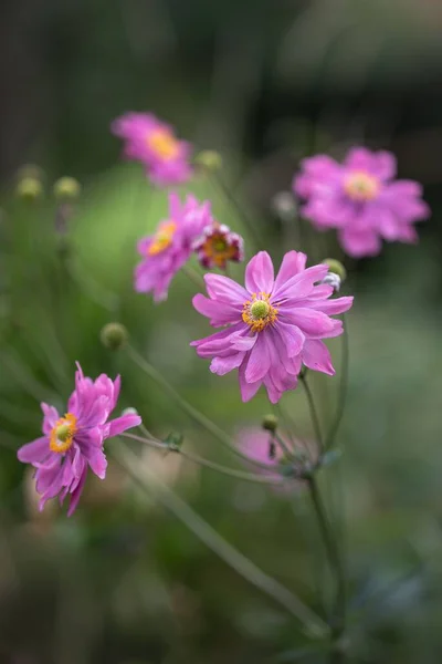 Jardinería Fotografía Increíbles Anémonas Japón Florecientes Púrpura —  Fotos de Stock