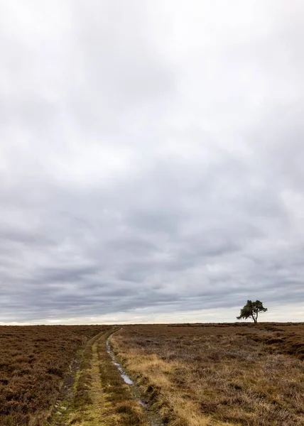 Kuzey Yorkshire Moor Unda Egton Bulutlu Bir Günde Yalnız Bir — Stok fotoğraf