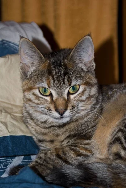 Vertical Shot Cute European Shorthair Cat Green Eyes Looking Camera — Stock Photo, Image
