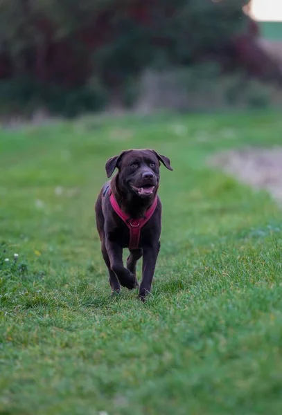 A cute adult chocolate Labrador retriever walking in nature