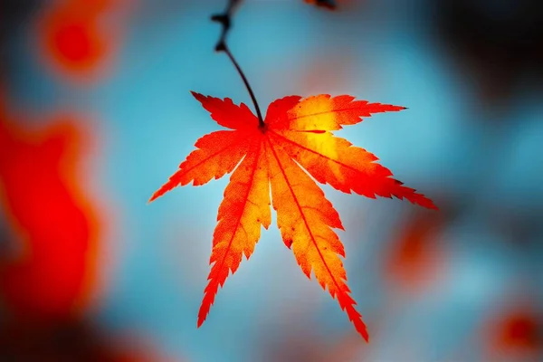 一张挂在树上蓝色背景下的明亮橙色叶子的特写照片 — 图库照片