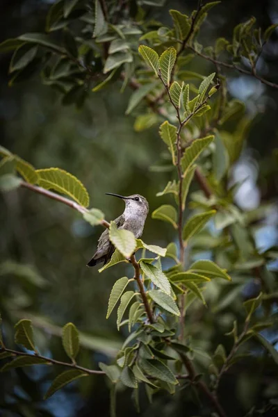 蜂鸟的垂直特写蜂鸟栖息在绿叶细枝上的一个垂直特写 — 图库照片