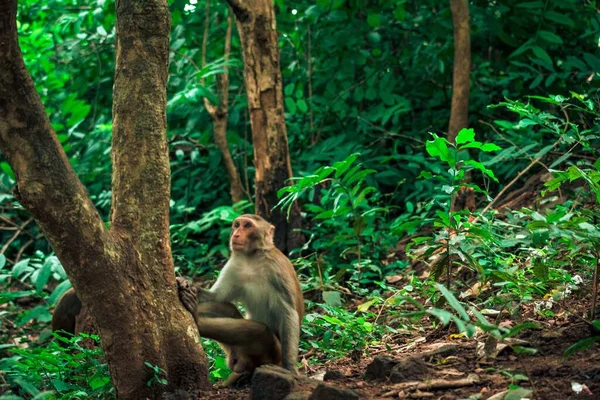 Uma Bela Vista Macaco Selva — Fotografia de Stock