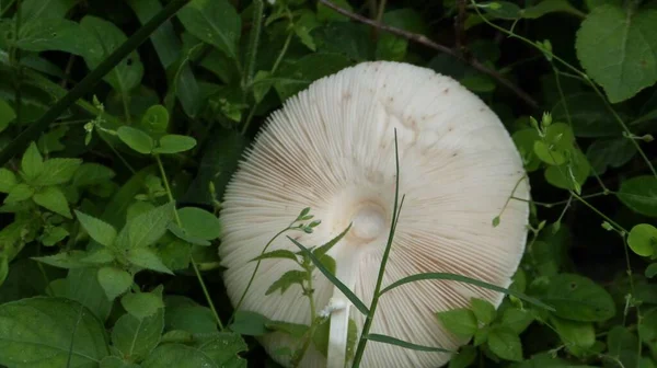 Tiro Close Cogumelo Branco Floresta Cercado Por Plantas Verdes Luz — Fotografia de Stock