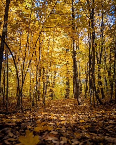 森林里的一个五彩缤纷的秋天 — 图库照片