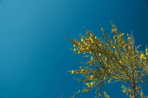 Niski Kąt Strzał Drzewa Żółtymi Kwiatami Przeciw Jasnym Błękitnym Niebie — Zdjęcie stockowe
