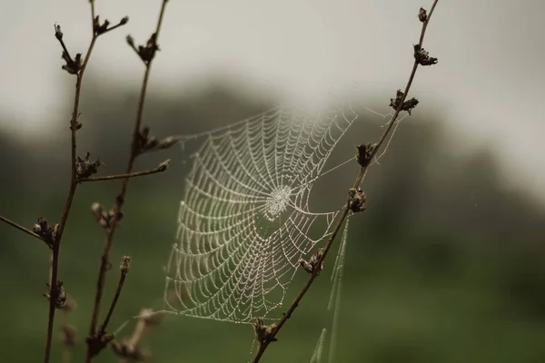 Ein Selektiver Fokus Des Spinnennetzes Zwischen Zwei Stängeln Einem Düsteren — Stockfoto