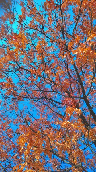 Vertikal Skott Grenar Ett Träd Täckt Med Orange Höstlöv Cool — Stockfoto
