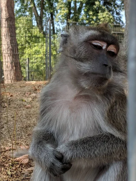 Вертикальний Кадр Коричневої Милої Мавпи Зоопарку Базелі Швейцарія — стокове фото