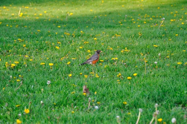 一个美丽的美国知更鸟在绿色的草地上 — 图库照片
