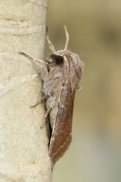 Natural Closeup Clouded Drab Owlet Moth Orthosia Incerta Sitting Wood — Stock Photo, Image