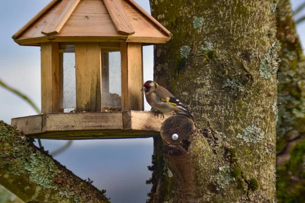 Great Tit Bird Standing Wooden Bird House Tree Branch Blur — 图库照片