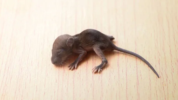 Großaufnahme Einer Winzigen Maus Die Einem Raum Auf Dem Boden — Stockfoto