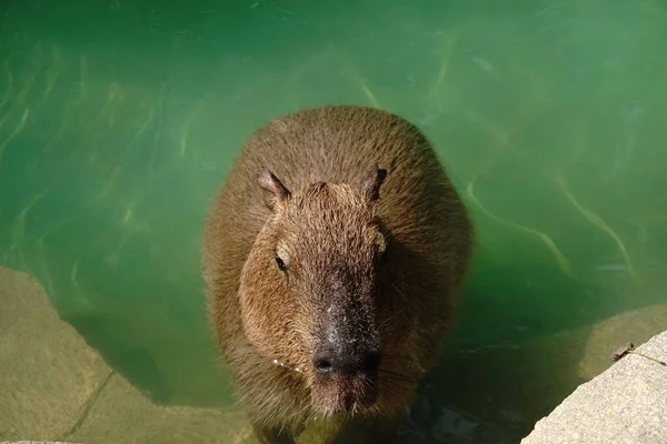 Capybara Zvíře Vodě — Stock fotografie