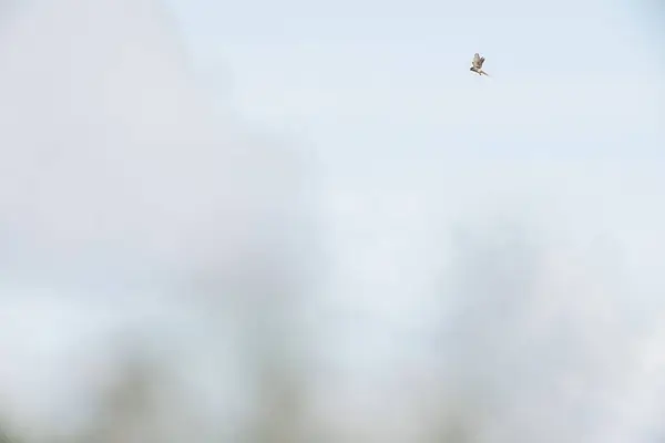 Selective Focus Shot Kestrel Bird Flying Clear Sky — Stock Photo, Image