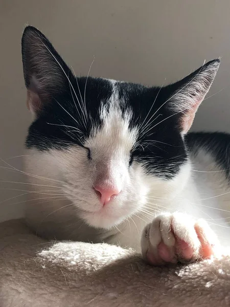 Портрет Черно Белой Кошки Охлаждающейся Солнцем — стоковое фото