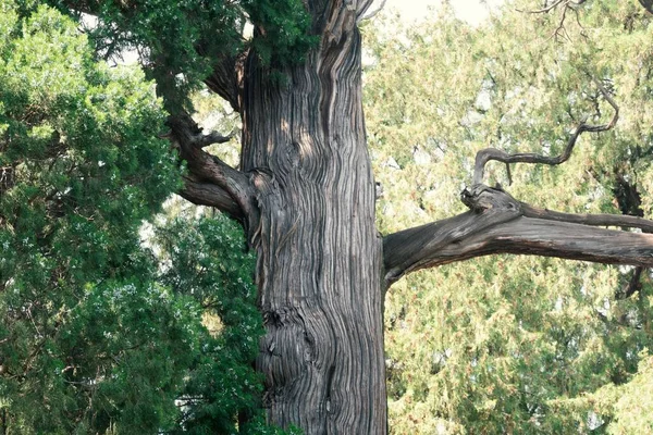 Nahaufnahme Einer Östlichen Roten Zeder Mit Grünen Zweigen Sonnenlicht — Stockfoto