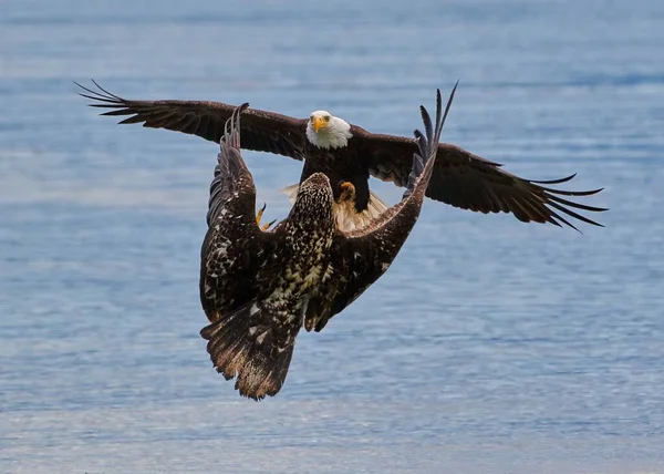 青い海を飛ぶ強力なはげワシと茶色の鷹 — ストック写真