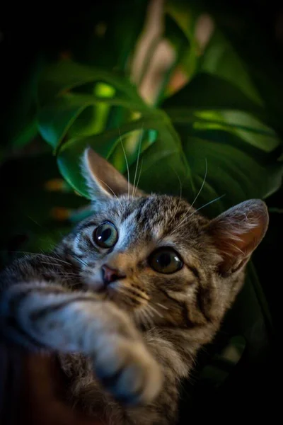 一只可爱的小猫在黑暗的氛围中的垂直镜头 背景上有树叶 — 图库照片