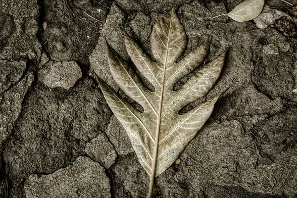 Skala Szarości Opadającego Liścia Jesienne Liście Ziemi Szorstkiej Powierzchni — Zdjęcie stockowe